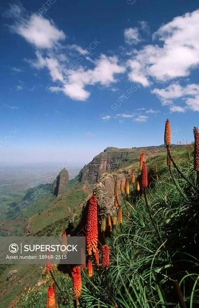Red-Hot Pocker Flowers Against Green Mountain Landscape  Eastern Cape Province, South Africa