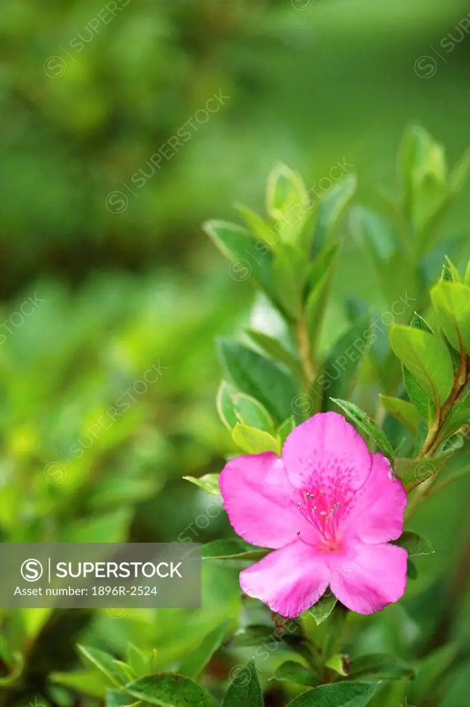 Portrait of the Pink Flower from a Rhododendron Plant Azalea Hybrid indicum  Hogsback, Eastern Cape Province, South Africa