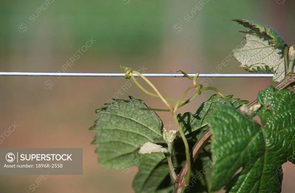 Young Green Vine Curled Around Wire on Trellis  Paarl District, Boland, Western Cape Province, South Africa