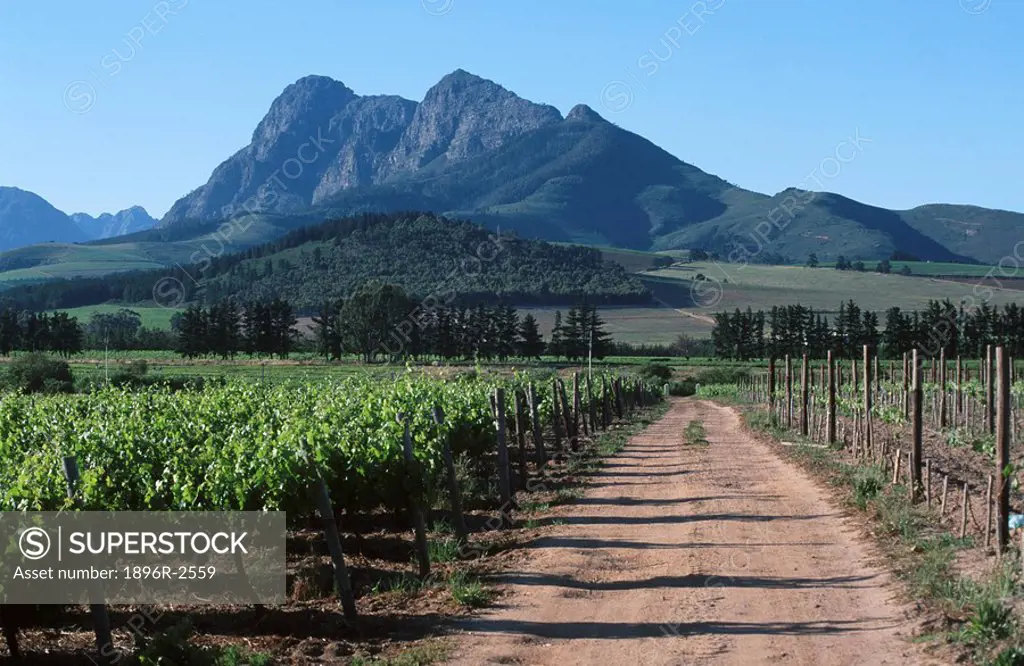 Dirt Road Running Through Vineyard with Mountains in the Background  Paarl District, Boland, Western Cape Province, South Africa