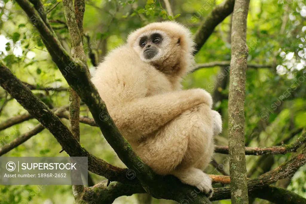 White-handed Gibbon Sittting in Tree  Knysna, Western Cape, South Africa