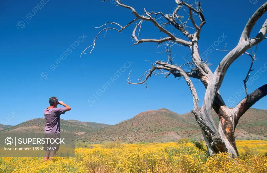 Man Standing in Canola Field Looking Through Binoculars  Sabona Reserve, Kruger National Park, South Africa