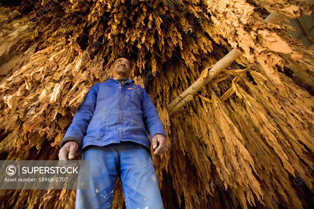 An Upward View of a Man with Hanging Dried Tobacco as Background  Calitzdorp, Western Cape Province, South Africa