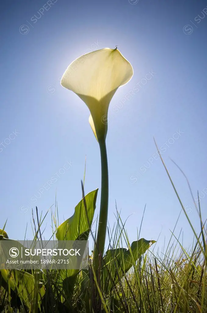 A Low Angle of White Arum Lilly with the Sun Directly Behind  Darling, Western Cape Province, South Africa