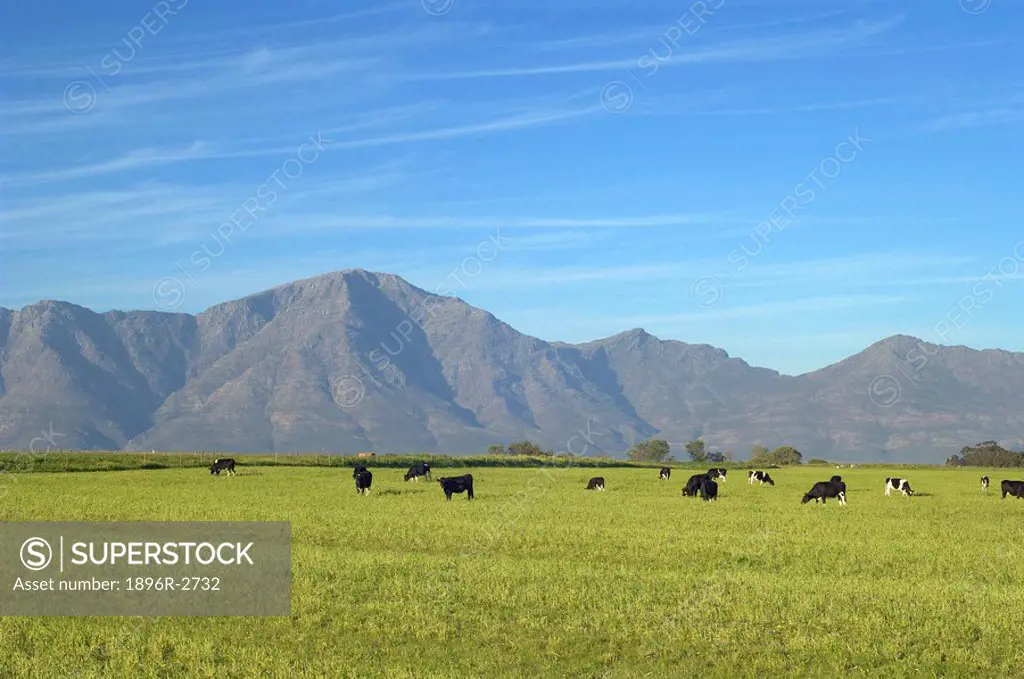 Cows Grazing on a Farm in the Gouda District  Western Cape Province, South Africa