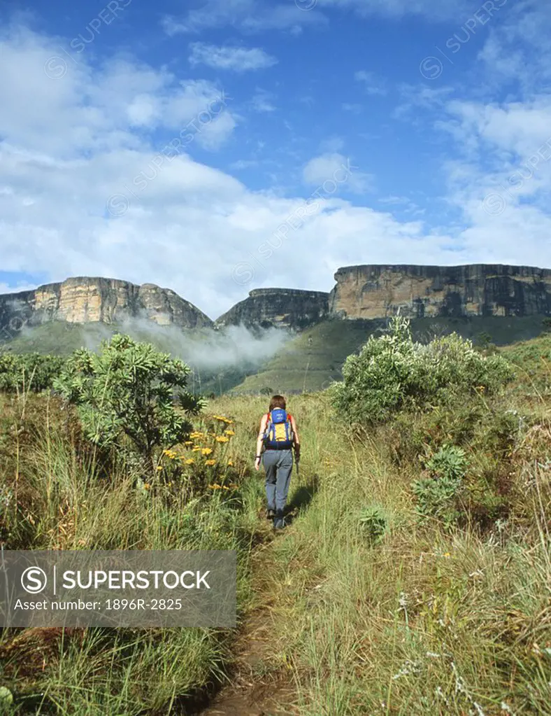 Rear View of a Woman Walking Through the Bush With the Mountains in the Background  Royal Natal National Park, Drakensberg, KwaZulu Natal Province, So...