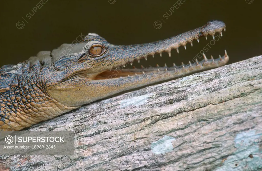 Slender Snouted Crocodile Lying on a Log  Loango National Park, Gamba, Gabon
