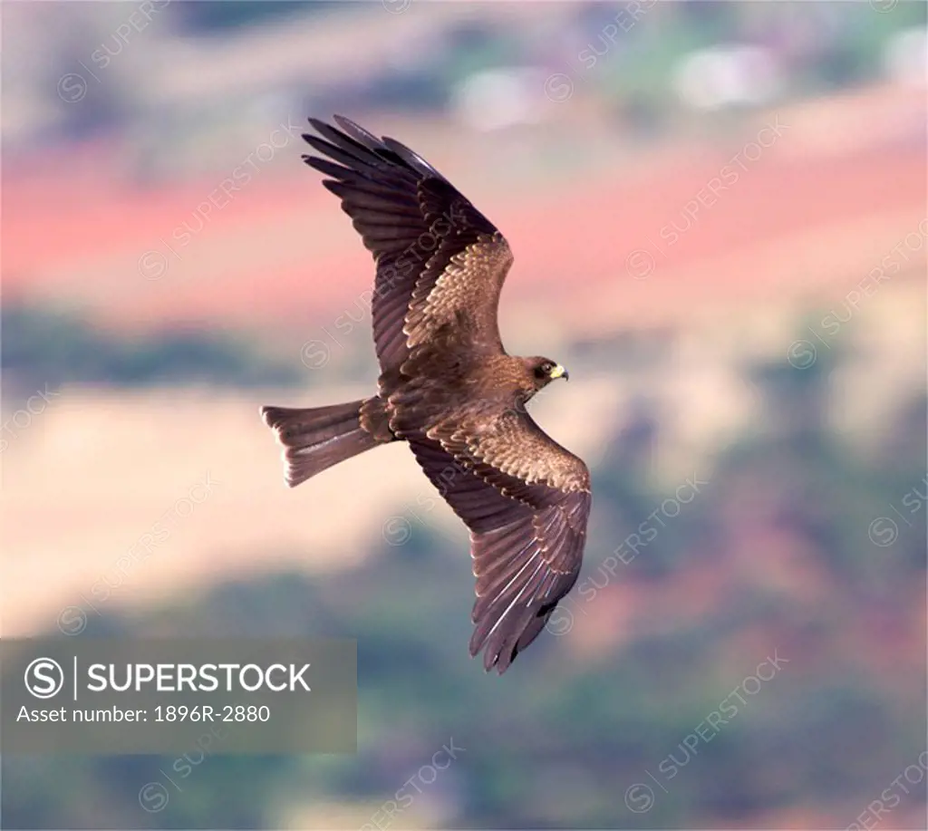 Black Kite Milvus migrans parasitus Flying Through the Air  Magaliesberg, Gauteng Province, South Africa, Africa