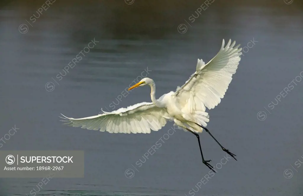 Great White Egret Coming in to Land  Kruger National Park, Limpopo Province, South Africa