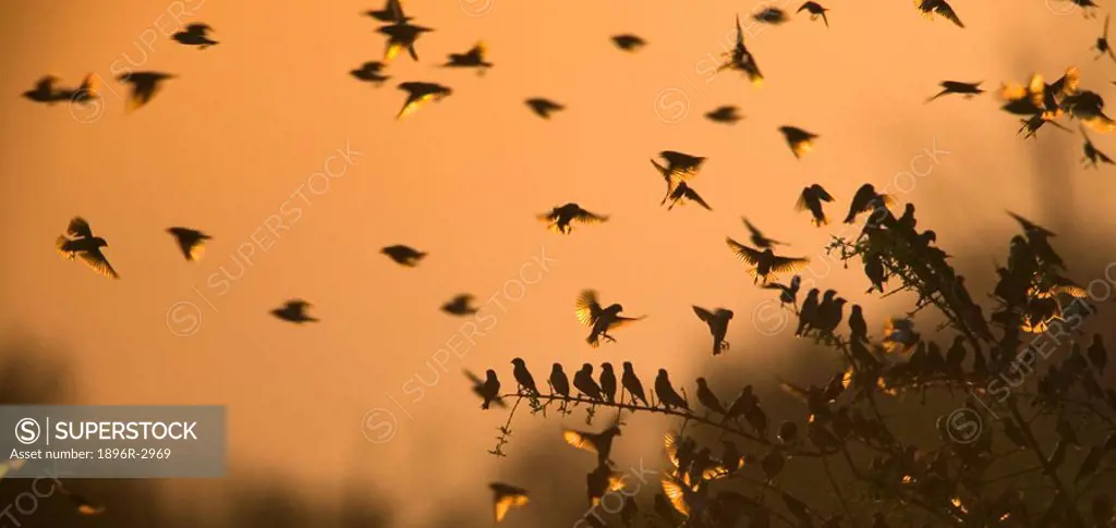 Group of Quelea´s Silhouetted By Sunrise  Kruger National Park, Limpopo Province, South Africa