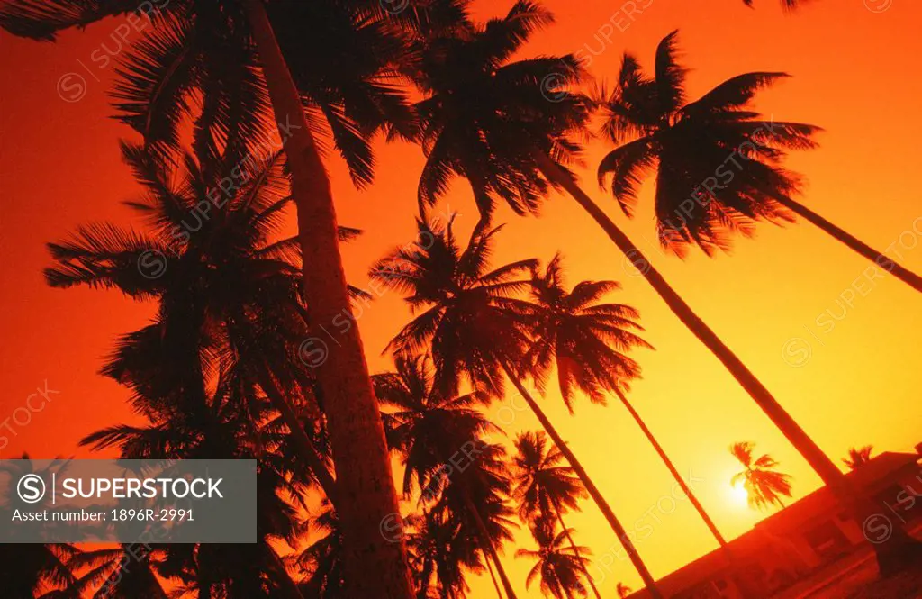 A Upward View Of Palm Trees Silhouetted By the Sunset  Elmina, Ghana, West Africa