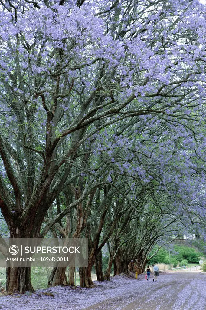 Portrait of a Street Lined with Jacaranda Trees  Pilgrim´s Rest, Mpumalanga Province, South Africa