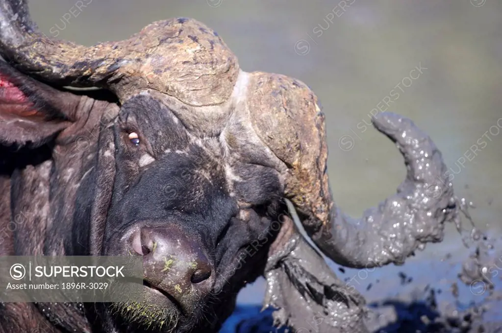Buffalo Syncerus caffer Taking a Mud Bath  Sabi Sands Conservancy, Mpumalanga Province, South Africa