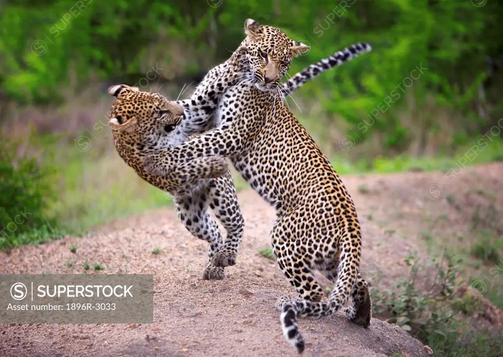 Two Leopards Panthera pardus Fighting  Sabi Sands Conservancy, Mpumalanga Province, South Africa