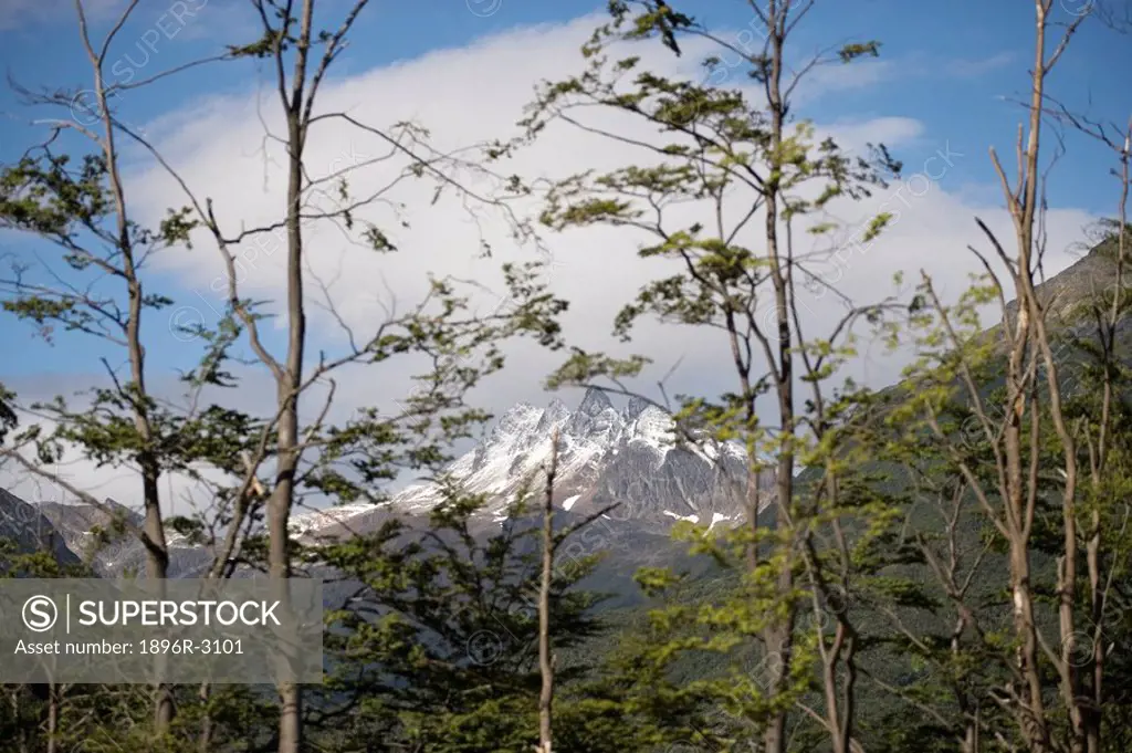 Scenic View Through Trees of the Snow Capped Andes Mountains  Tierra del Fuego, Patagonia, Argentina, South America