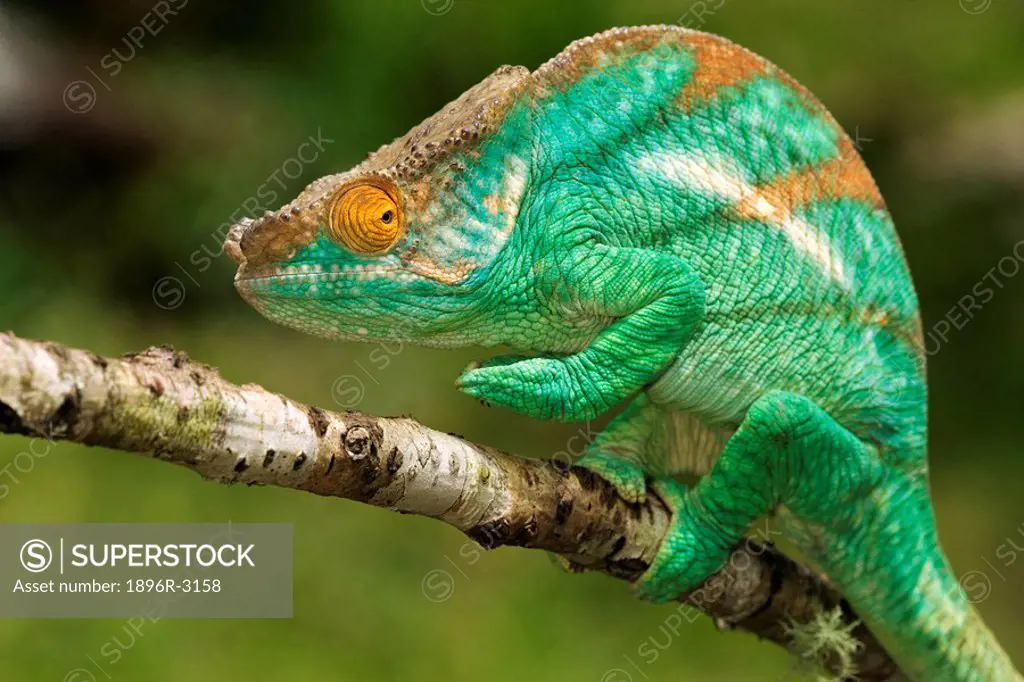 Parsons Chameleon Clinging to Tree Branch  Madagascar