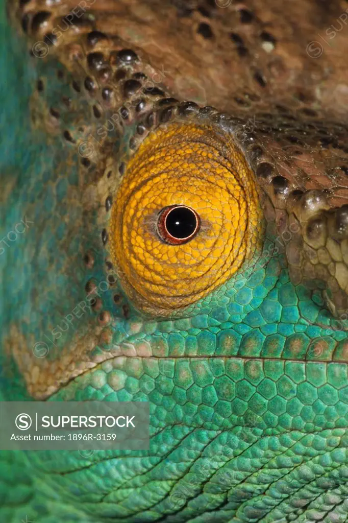 Close-up of Parson´s Chameleon Eye  Madagascar