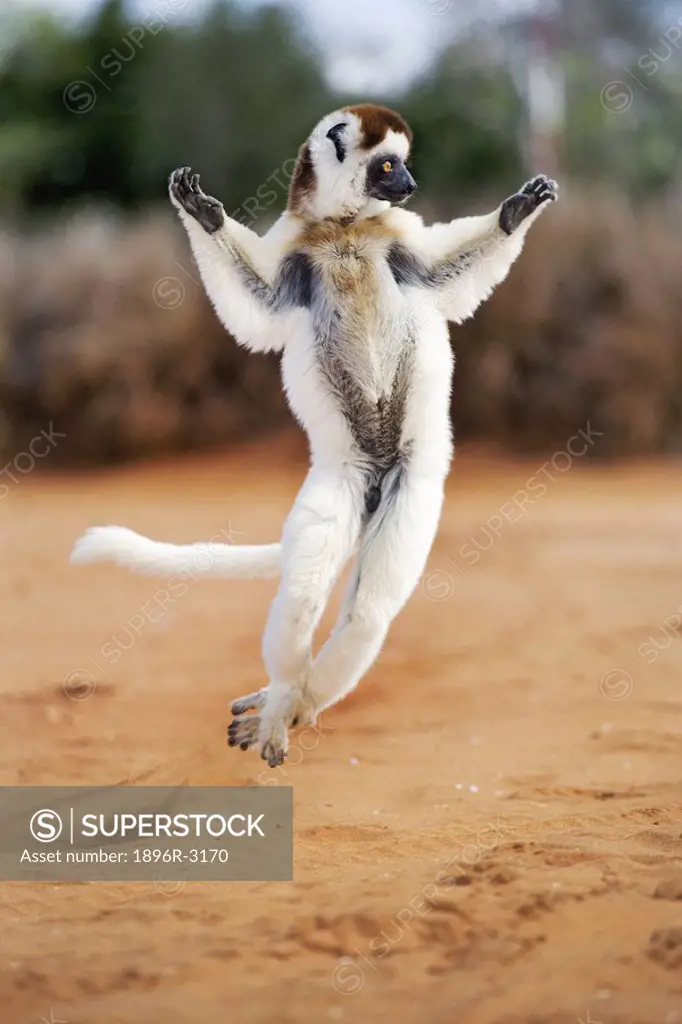 Verreux´s Sifaka Hopping Across Sand  Madagascar