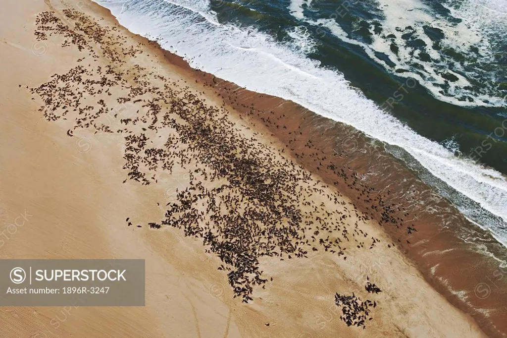 Aerial View of Seals on Shore  Walvis Bay, Namibia, Southern Africa