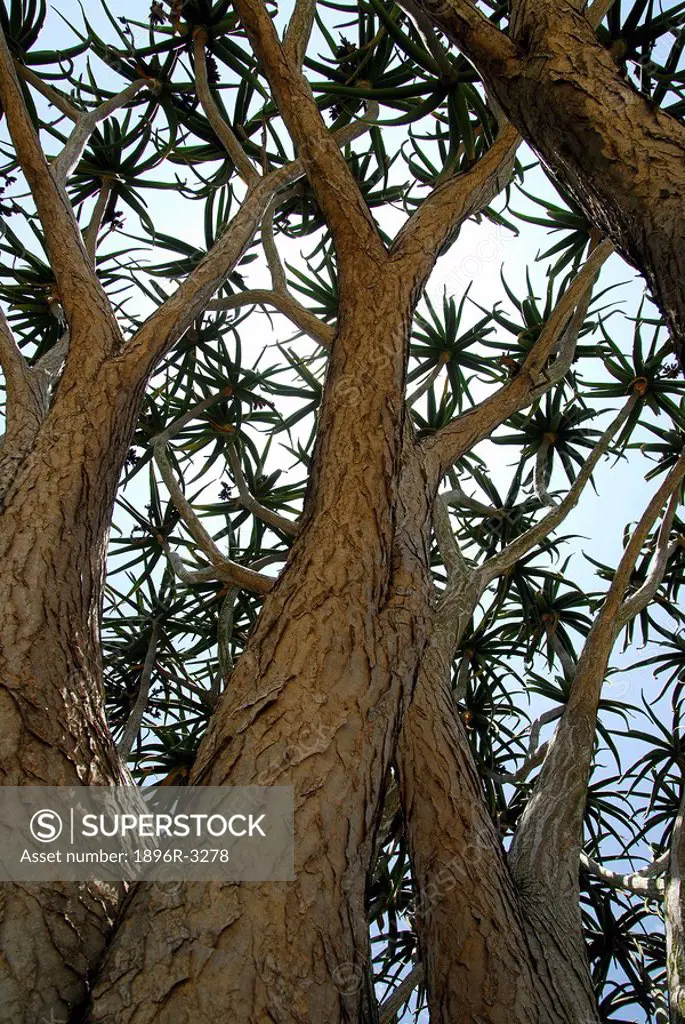 Low Angle View of a Quiver Tree  Eastern Cape Province, South Africa