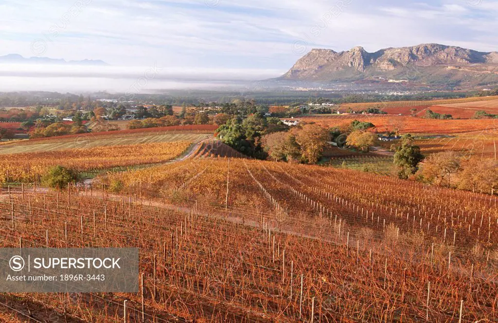 Autumn Vineyard Scenic - High Angle View  Klein Constantia, Peninsula, Western Cape Province, South Africa