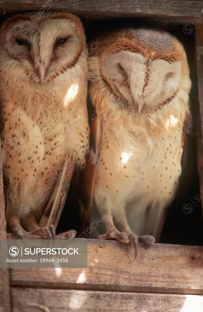 A Pair of Barn Owls Tyto alba  Zanzibar, Tanzania, East Africa