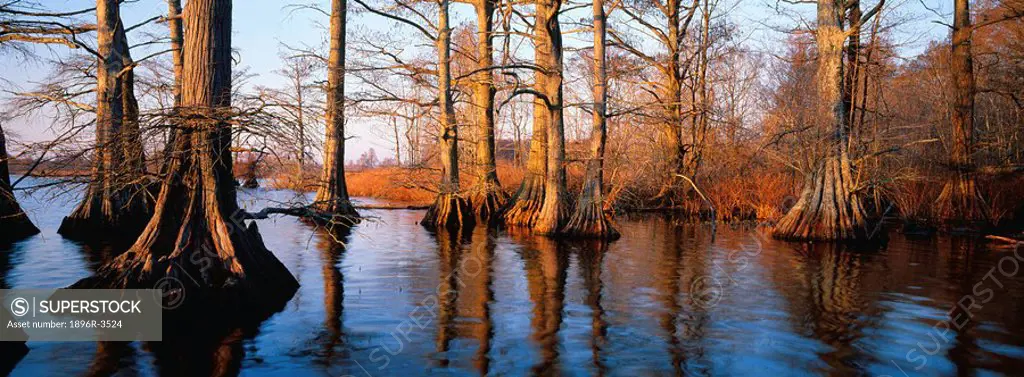 Bald Cypress Taxodium distichum Trees in Water  Reelfoot Lake, Tennessee, United States of America
