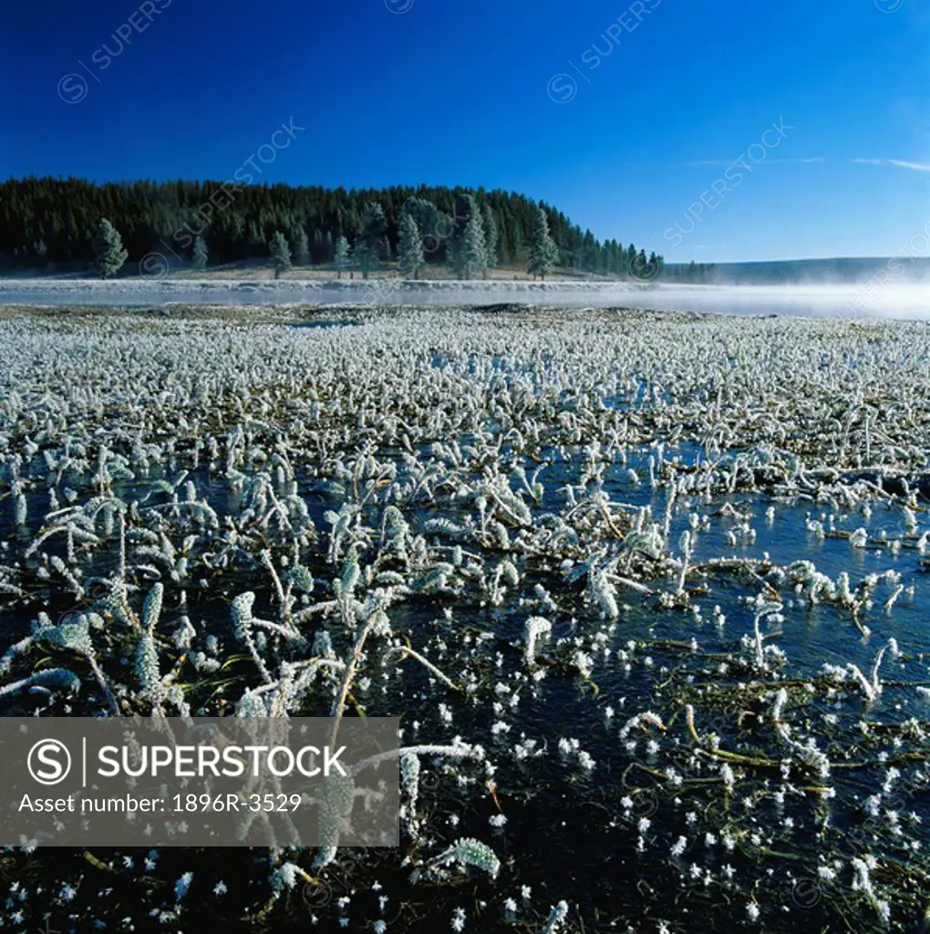 Deep Frost Over the Yellowstone River  Yellowstone National Park, Wyoming, United States of America
