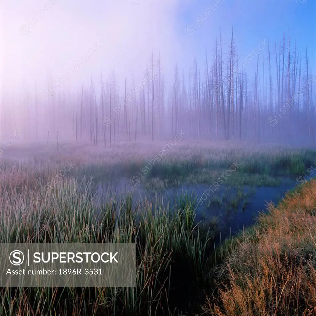 Mist Over the Firehole River Wetlands  Yellowstone National Park, Wyoming, United States of America