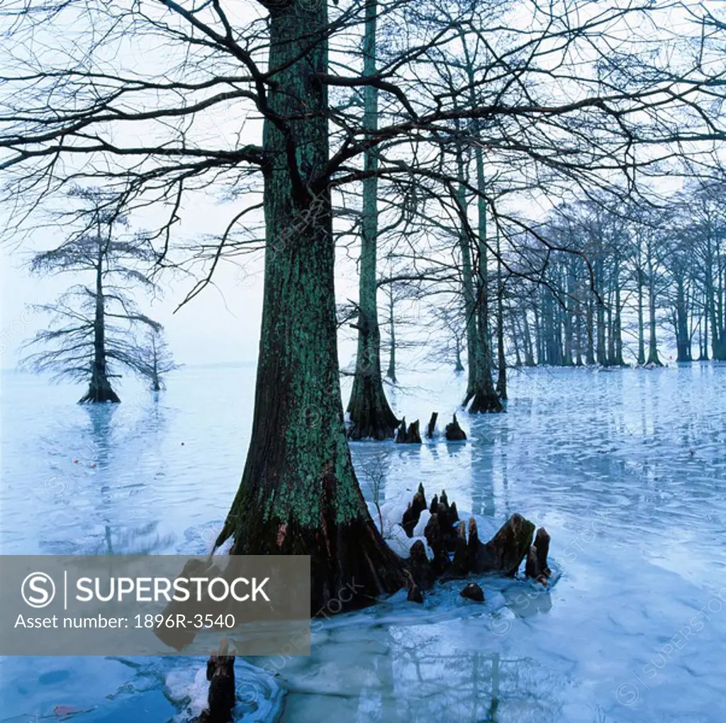 Bald Cypress Taxodium distichum in a Frozen Lake  Reelfoot Lake, Tennessee, United States of America