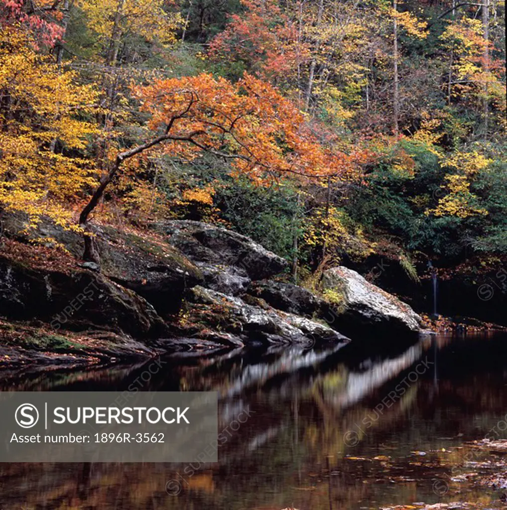 Scenic View of Reflections of Autumn Leaves on Little River Stream  Great Smokey Mountains National Park, Tennessee, United States of America