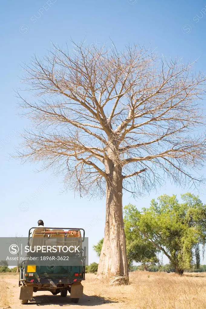 4X4 Vehicle Parked Under a Young Baobab Tree  Lower Zambezi National Park, Southern Province, Zambezi