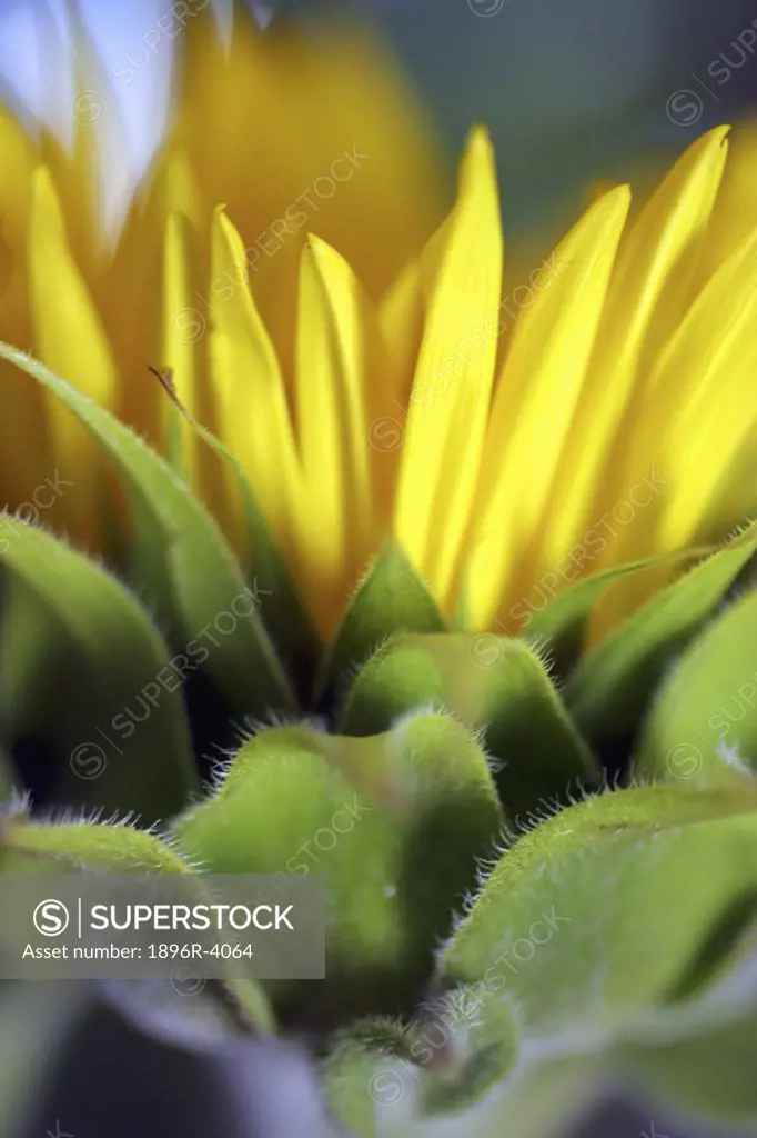 Side View of a Sunflower  Studio Shot