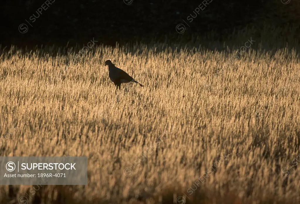 Secretary Bird Sagittarius serpentarius on the Prowl in Long Grass  Kgalagadi Transfrontier National Park, Northern Cape Province, South Africa, Afric...