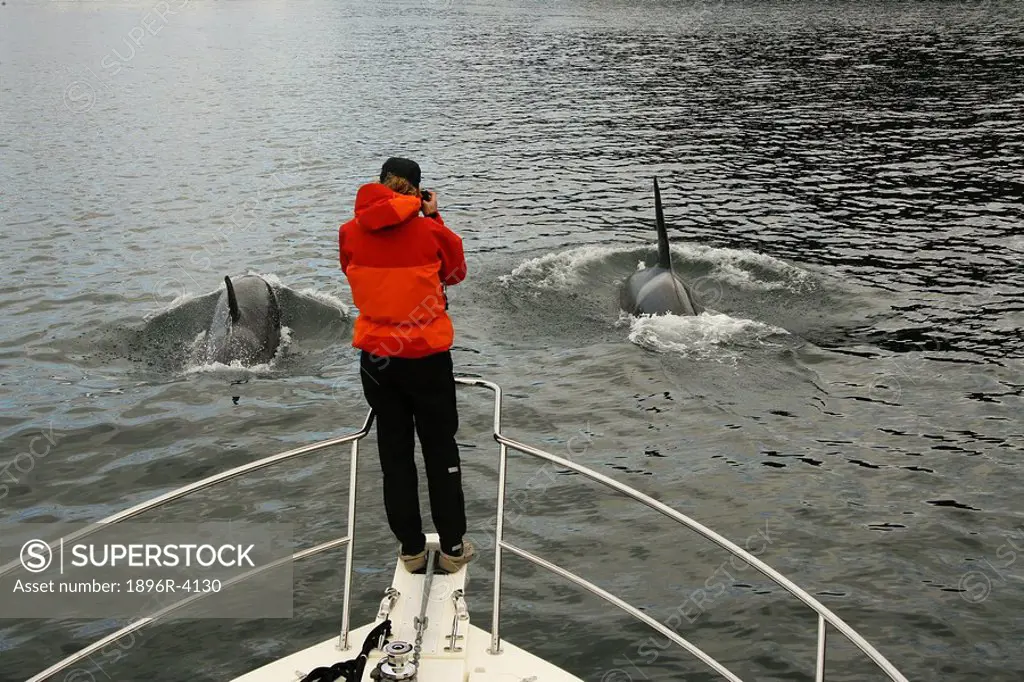 Tourist on a Boat Photographing Killer Whales Orcinus orca  West coast, Canada