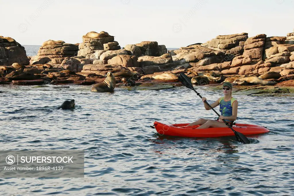 Woman in a Canoe with Seals on the Rocks Behind  Cape Town, Western Cape Province, South Africa