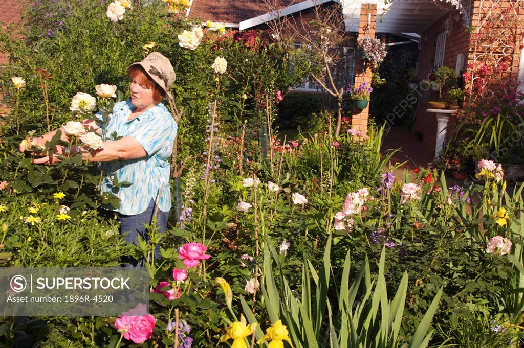 Mature Woman Tending Her Rose Garden  Pietermaritzburg, Midlands, KwaZulu Natal Province, South Africa