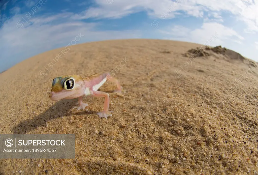 Palmetto web-footed Gecko Palmatogecko rangei in the Desert  Skeleton Coast National Park, Kaokoland, Namibia, Africa