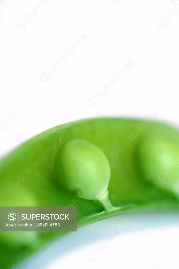 Nature,Close-up of Peas In a Pod Pisum sativum Against a White Background  Studio Shot