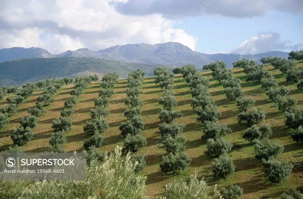 Rows of Young Trees on the Hillside  Antequera, Andalucia, Spain