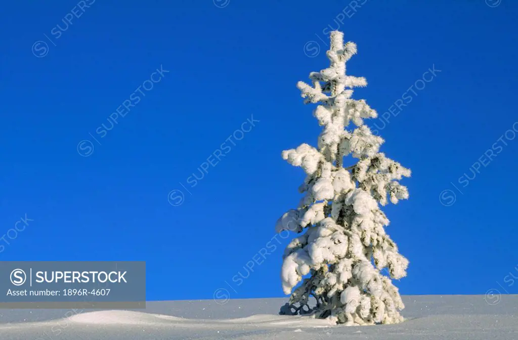Sunlight on a Tall,Snow Covered Pine Tree  Langfjallet, Dalarna, Sweden