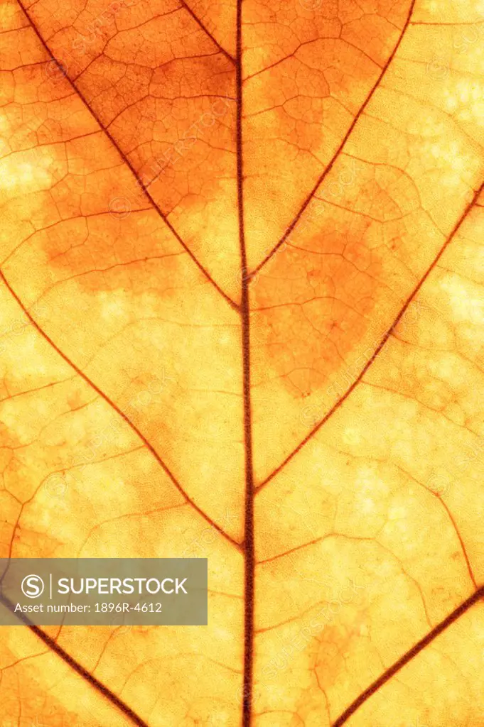 Extreme Close-Up of the Veins in a Maple Leaf  Hogsback, Eastern Cape Province, South Africa