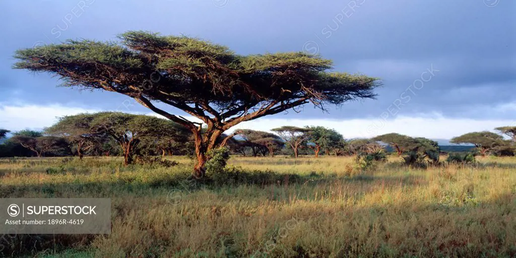 Scenic View of Umbrella Thorn Arcacia tortillis tree  Mkuze Game Reserve, KwaZulu Natal Province, South Africa