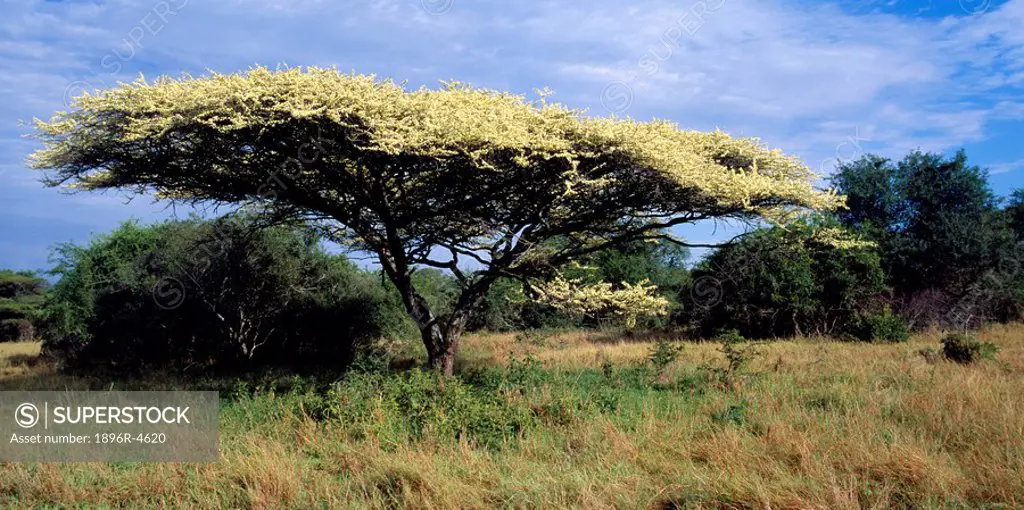 Scenic View of Umbrella Thorn Arcacia tortillis tree in Flower  Mkuze Game Reserve, KwaZulu Natal Province, South Africa