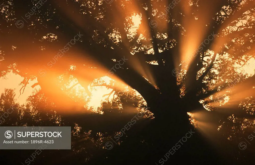 Sunlight Streaming Through a Tree at Dawn  Itala Game Reserve, Northern Natal, South Africa