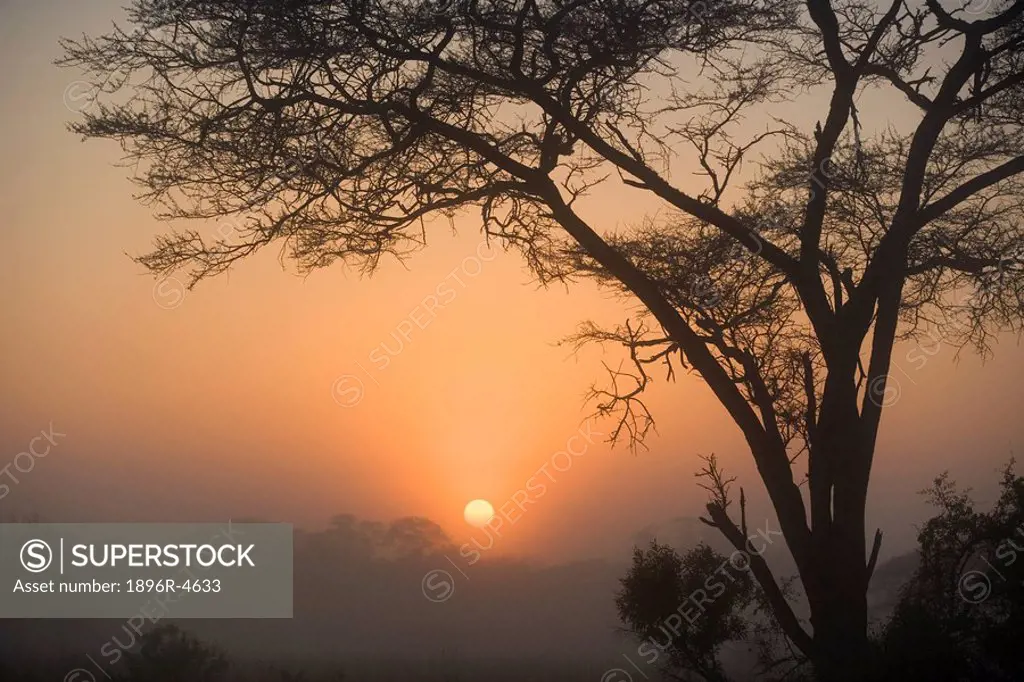 Umbrella Thorn Acacia Trees on Bushveld Plain at Sunset  Mkuze Game Reserve, Kwa-Zulu Natal Province, South Africa