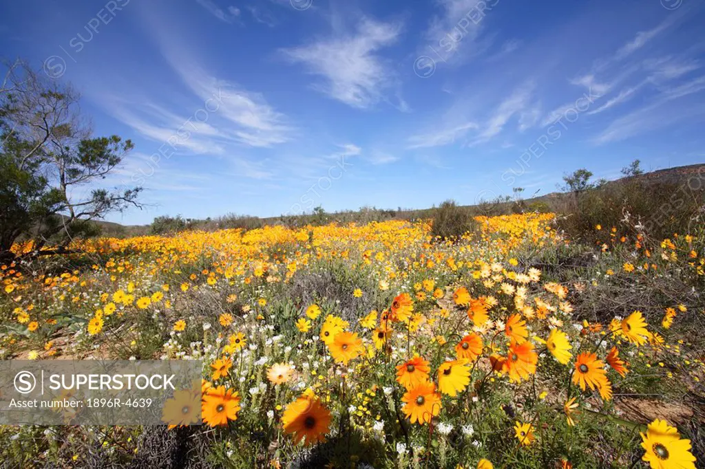 Field of Colourful Namaqualand Daisies Dimorphotheca sinuata Scenic  Biedouw Valley, West Coast, Western Cape Province, South Africa
