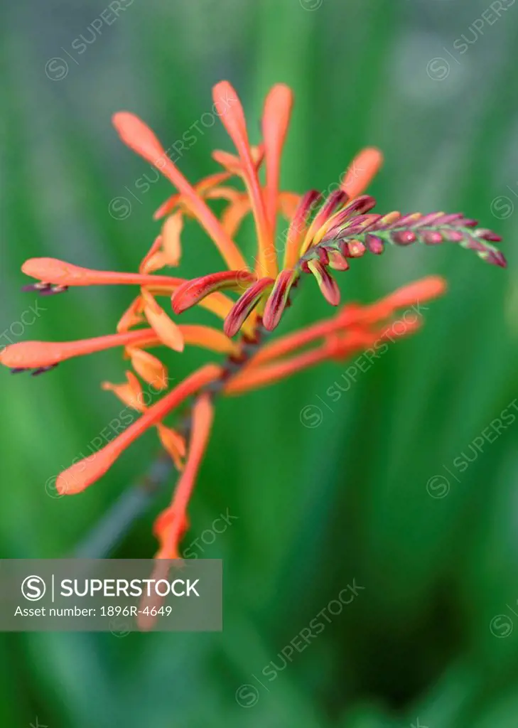 Flowering Golden Swan Crocosmia paniculata Shoot Against a Green Background  Knysna, Western Cape Province, South Africa