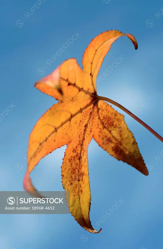 Maple Tree Leaf Against a Blue Sky  Knysna, Western Cape Province, South Africa