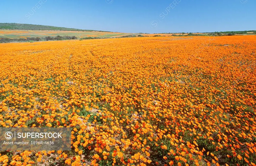 High-angle View of a Field of Daisies  Namaqualand District, Northern Cape Province, South Africa